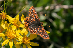 Euphydryas anicia