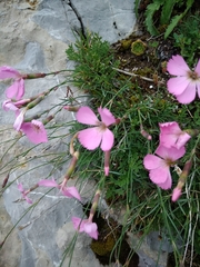Dianthus saxicola