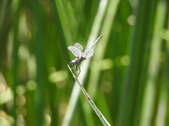 Dythemis nigrescens