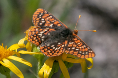 Euphydryas anicia