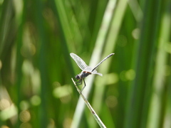 Dythemis nigrescens