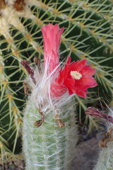 Oreocereus doelzianus