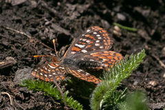 Euphydryas anicia