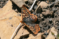 Euphydryas anicia