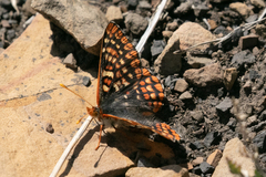 Euphydryas anicia