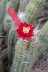 Oreocereus doelzianus