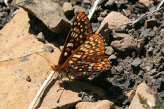 Euphydryas anicia