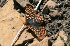 Euphydryas anicia