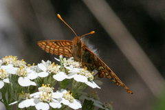Euphydryas anicia