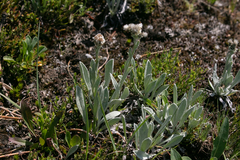 Antennaria lanata