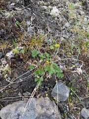 Potentilla hyparctica