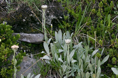 Antennaria lanata