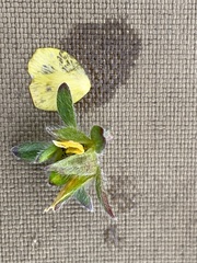 Potentilla hyparctica