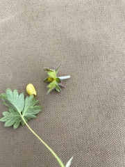 Potentilla hyparctica