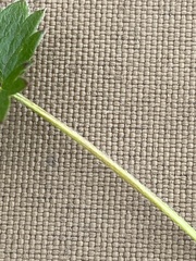 Potentilla hyparctica