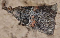 Satole ligniperdalis