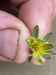 Potentilla hyparctica