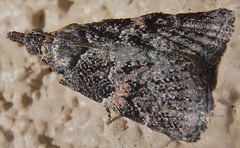 Satole ligniperdalis