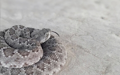 Crotalus scutulatus