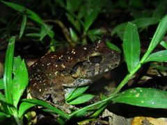 Craugastor laevissimus