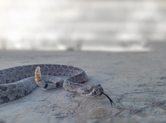 Crotalus scutulatus
