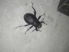 Tenebrionidae
