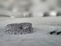 Crotalus scutulatus