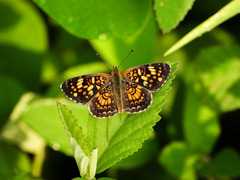 Phyciodes pallescens