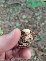 Geastrum