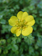 Potentilla eriocarpa