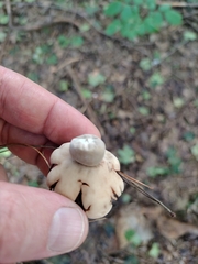 Geastrum