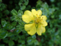 Potentilla eriocarpa
