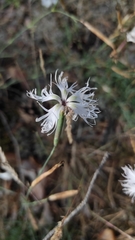 Dianthus arenarius