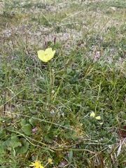 Papaver macounii discolor
