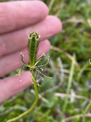 Papaver macounii discolor