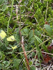 Papaver macounii discolor