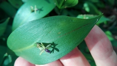 Ruscus