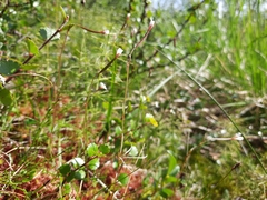 Epilobium davuricum