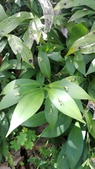Ruscus