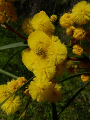 Phyllodineae