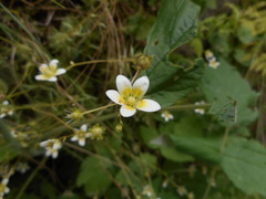 Saxifraga aspera