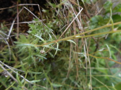 Saxifraga aspera
