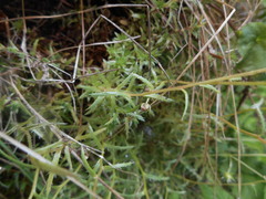 Saxifraga aspera