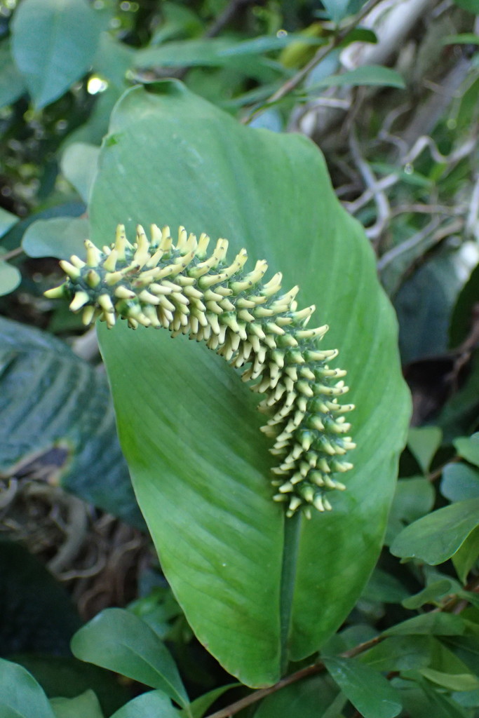 Spathiphyllum blandum