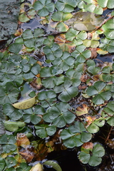 Marsilea mollis