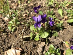 Viola reichenbachiana