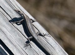 Cryptoblepharus buchananii