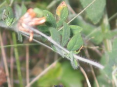 Lotus angustissimus