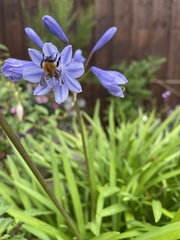 Bombus pascuorum
