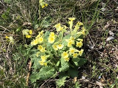 Primula × polyantha